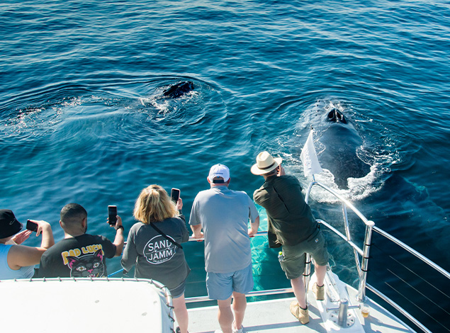 Avistamiento de ballenas imperdible con Tales of the Bay Akali Vallarta, Puerto Vallarta, Jalisco, México